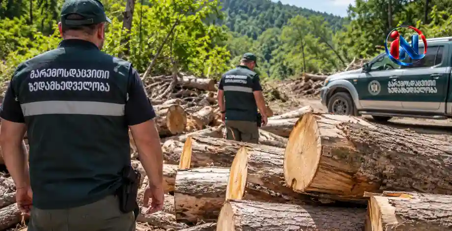 საქართველოში უკანონო ტყითსარგებლობის 1 203 ფაქტი გამოვლინდა